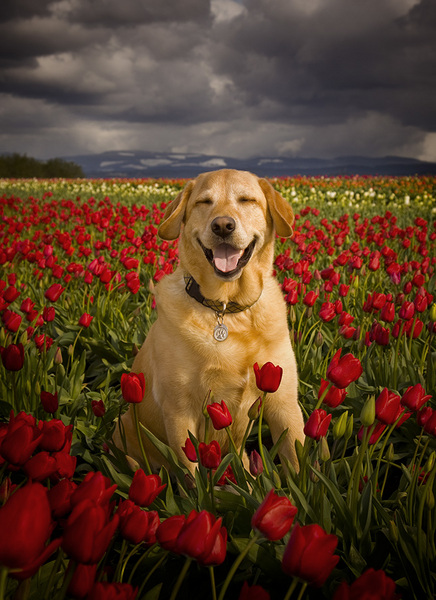  : Tucker's Life : Portland Oregon Photographer Troy Klebey Fine Art Travel Photography