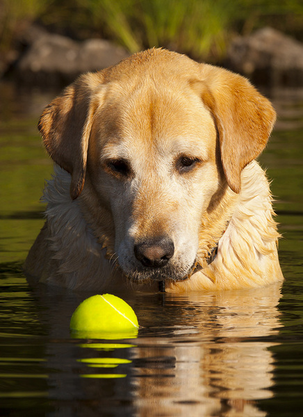  : Tucker's Life : Portland Oregon Photographer Troy Klebey Fine Art Travel Photography