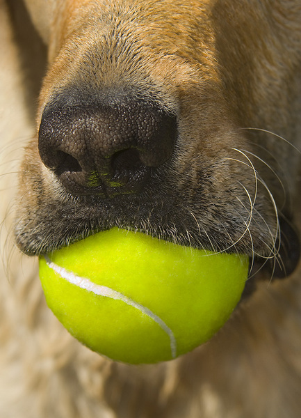  : Tucker's Life : Portland Oregon Photographer Troy Klebey Fine Art Travel Photography