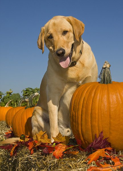  : Tucker's Life : Portland Oregon Photographer Troy Klebey Fine Art Travel Photography