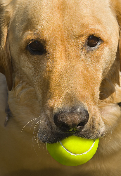  : Tucker's Life : Portland Oregon Photographer Troy Klebey Fine Art Travel Photography