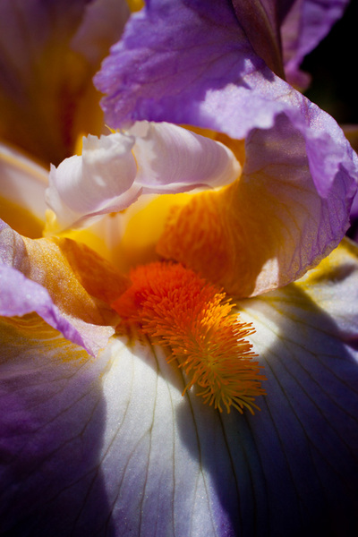 Schreiner's 1 : Bearded Irises : Portland Oregon Photographer Troy Klebey Fine Art Travel Photography