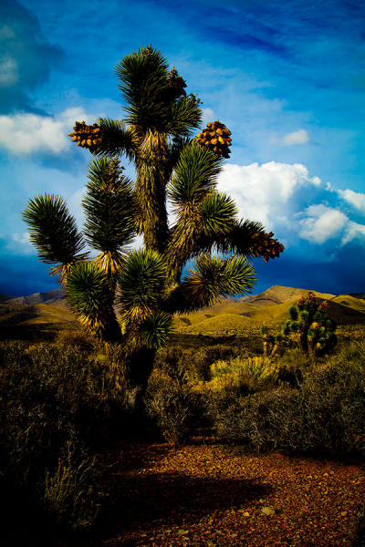  : To Death Valley and Back : Portland Oregon Photographer Troy Klebey Fine Art Travel Photography